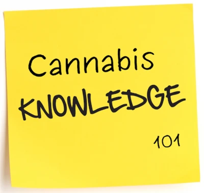 Cannabis -viden 101